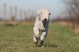 BEDLINGTON TERRIER 190